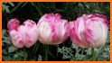 Pink Tulip Flower Theme related image