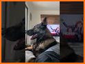 Police Dog Attack Prison Break related image