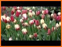Tulip Match related image