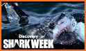 discovery+ | The Streaming Home of Shark Week related image