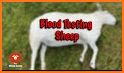 My Sheep Simulator related image