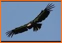 Condor related image