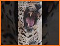 Cheetah Leopard Wallpaper related image