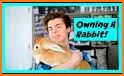 How to Take Care of a Pet Rabbit related image