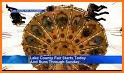 Lake County Fair related image