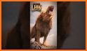 Lion Games 3D: Jungle King Sim related image