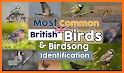 Birds of Britain and Europe related image