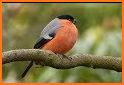 Birds Sounds Ringtones & Live Wallpapers related image