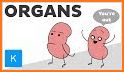 Organs related image