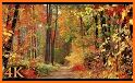 Autumn Leaf Fall Live Wallpaper related image