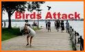 Attack Of Bird related image