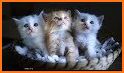 😻 Kitten & Cute Cat Wallpaper HD 😻 related image