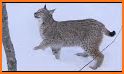 Lynx. Video Wallpaper related image