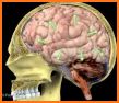 NEUROANATOMY - Digital Atlas related image