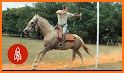 Ertuğrul Mounted Horse Warrior related image