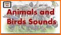 Animal and Bird Sounds related image