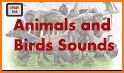 Animal & Bird Real Sounds related image