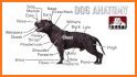 Dog Anatomy : Canine Anatomy related image
