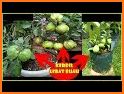 tips cara praktis dan cerdas menanam jeruk limau related image