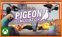 Pigeon Simulator : Bird Games related image