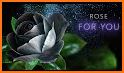 Rose Animated Images Gifs - Colorful Flowers HD 4K related image