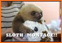 Sloth World - Play & Learn! related image