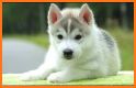 Puppy Wallpapers related image