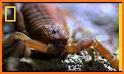 Scorpion Wildlife Insect Venom related image