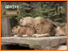 Lion Adventures related image