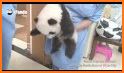 Baby Panda's Dream Job related image