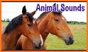 Real Animal Sounds related image