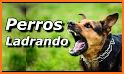 Traductor de perros (ladridos) related image