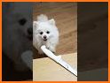 Cute Pup Fox Escape - A2Z related image