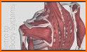 Muscular System 3D (anatomy) related image