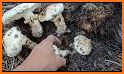 Oregon SW Mushroom Forager Map related image