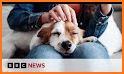 Animal Cloner related image
