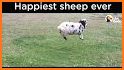 Happy Sheep related image