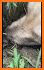 Sniffy Dog related image