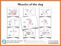 Muscular Anatomy Study Cards related image
