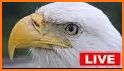 Eagle Live related image