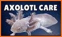 Axolotl related image