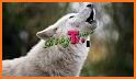 Wolf Sounds - Wolf Ringtones related image