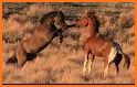 Kila: The Stallion and the Mare related image