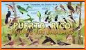All Birds West Indies: Puerto Rico east to Antigua related image