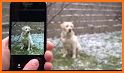 Dog Breed Identifier - Dog Scanner related image