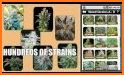 Cannabis Strain Guide Free related image
