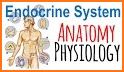 Anatomy Online Quiz: Endocrine System related image