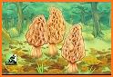 Morels related image