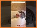 adopte pet baby related image