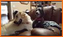 Labrador Pet Dog Daycare related image
